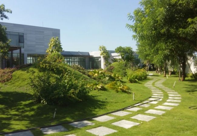 Các loại cỏ thường trồng trước sân