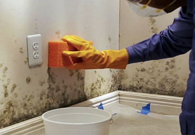 Các cách giảm rêu mốc cho tường nhà